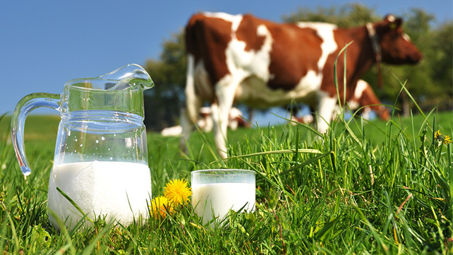 "Verdades y mentiras sobre la leche de vaca"